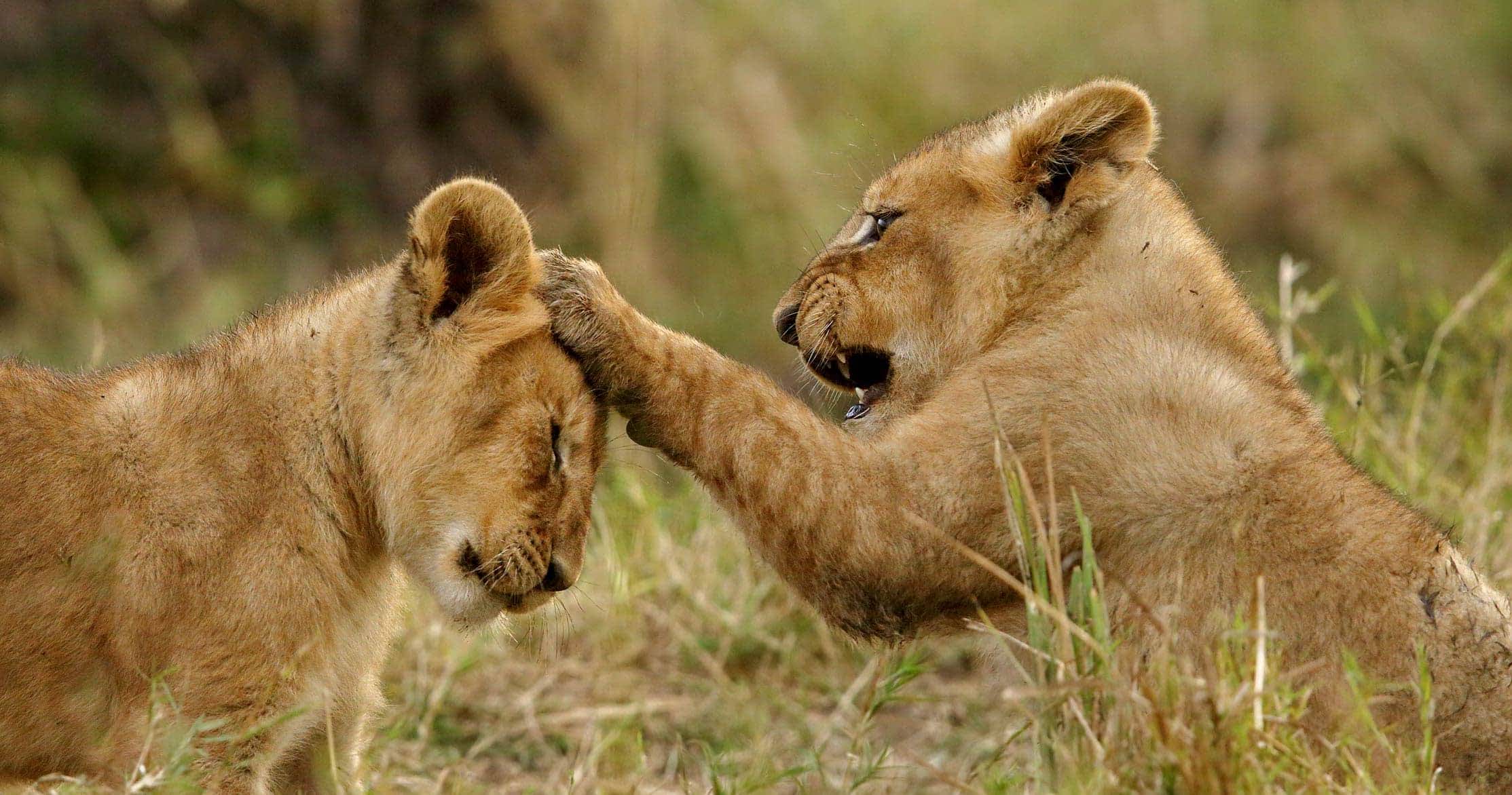 African Safari