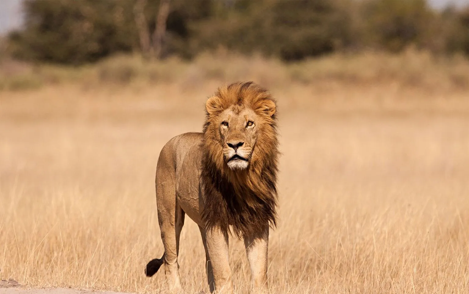 Embark on a safari in Tanzania with Stan Safaris, your gateway to the Serengeti, Ngorongoro Crater, Mount Kilimanjaro, and beyond. We offer private guided tours, custom itineraries, and premium lodges, all designed for unforgettable wildlife encounters and seamless comfort. Whether you're chasing the Great Migration or relaxing in Zanzibar, your journey with us is crafted to impress.
