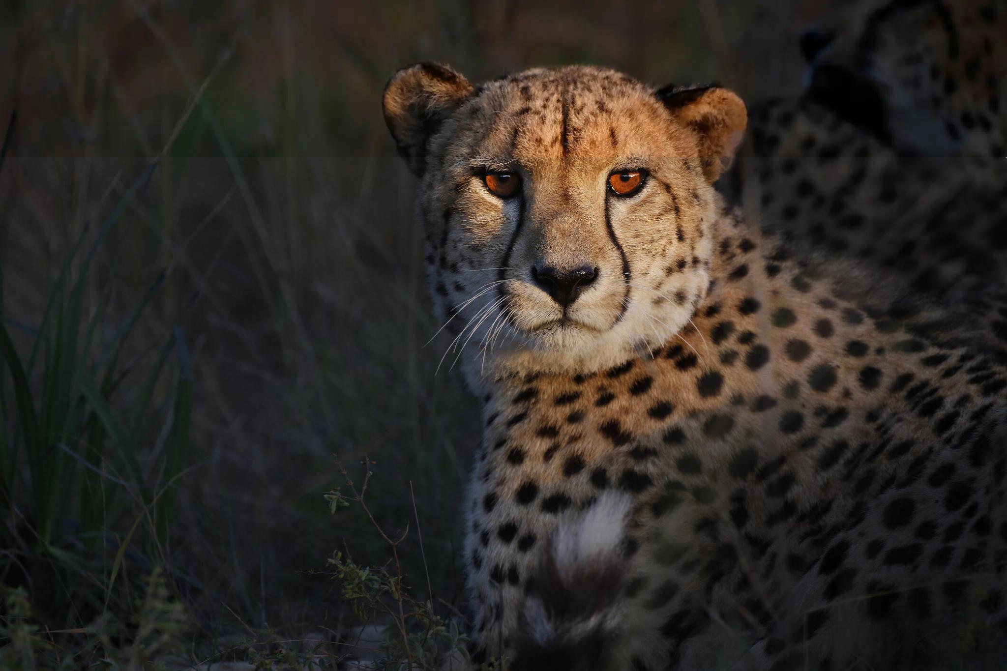 Cheetah in the wild