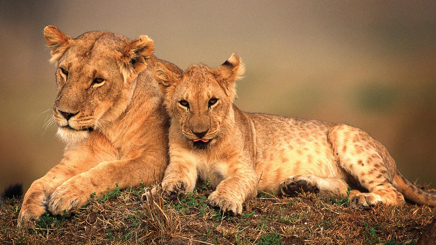 Wildlife, Safari